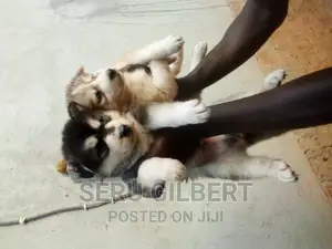 0-1 month Male Purebred Siberian Husky