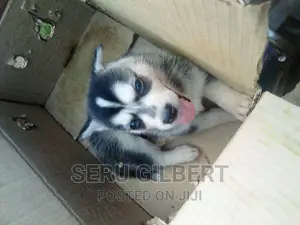 0-1 month Male Purebred Siberian Husky