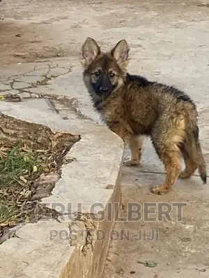 0-1 month Male Purebred German Shepherd
