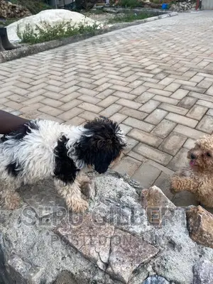1-3 months Male Purebred Maltese
