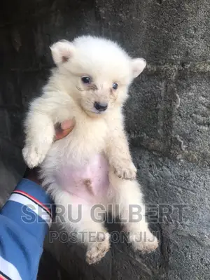 1-3 months Male Purebred Japanese Spitz
