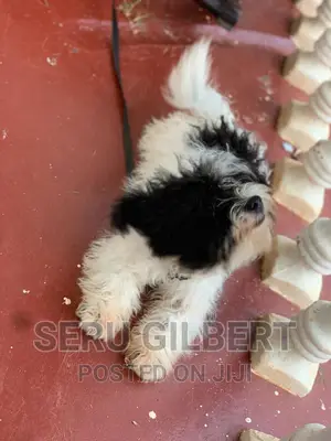 0-1 month Male Purebred Maltese