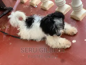 0-1 month Male Purebred Maltese