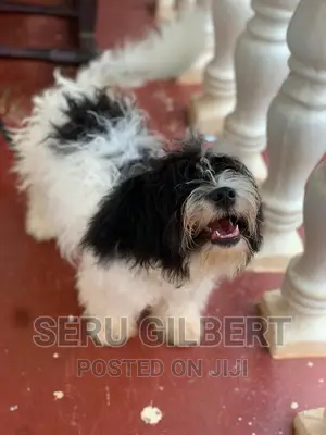3-6 months Male Purebred Maltese