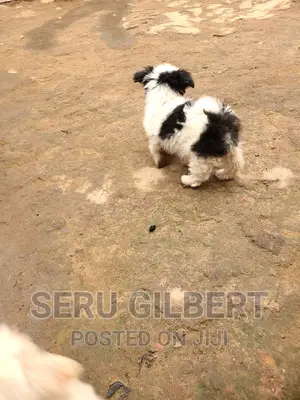 3-6 months Male Purebred Maltese