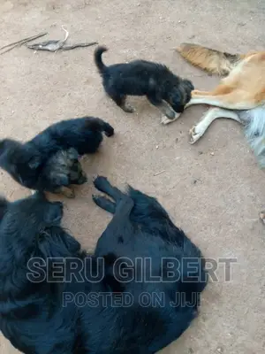 1-3 months Male Purebred German Shepherd