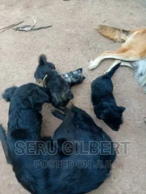 0-1 month Male Purebred German Shepherd