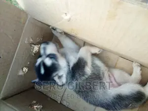 1-3 months Male Purebred Siberian Husky