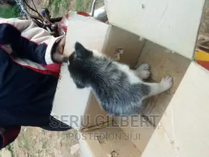 1-3 months Male Purebred Siberian Husky