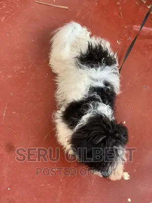 0-1 month Male Purebred Maltese