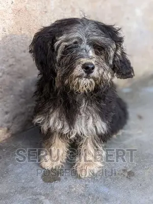 0-1 month Male Purebred Maltese