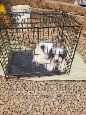 1-3 months Male Purebred Maltese