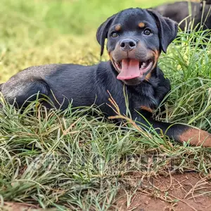1-3 months Male Purebred Rottweiler