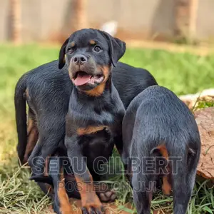 1-3 months Female Purebred Rottweiler