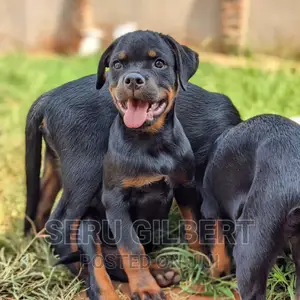 1-3 months Male Purebred Rottweiler