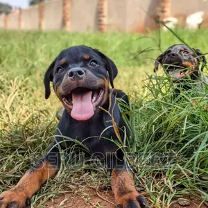1-3 months Male Purebred Rottweiler