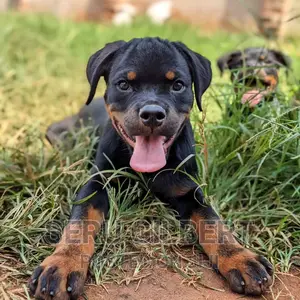 1-3 months Male Purebred Rottweiler