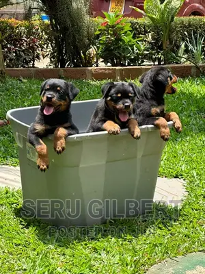 1-3 months Male Purebred Rottweiler