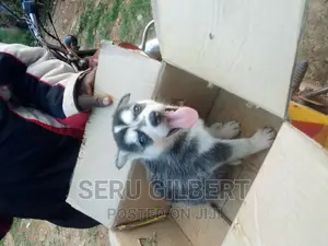 1-3 months Male Purebred Siberian Husky