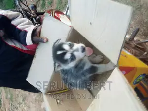 0-1 month Male Purebred Siberian Husky