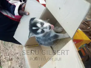 1-3 months Male Purebred Siberian Husky