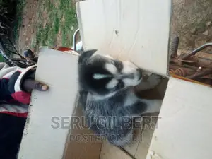 0-1 month Male Purebred Siberian Husky