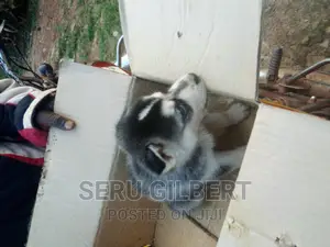 1-3 months Male Mixed Breed Siberian Husky