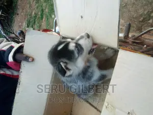 0-1 month Male Purebred Siberian Husky