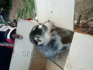 1-3 months Male Purebred Siberian Husky