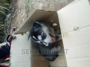 0-1 month Male Purebred Siberian Husky