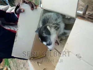 0-1 month Male Purebred Siberian Husky