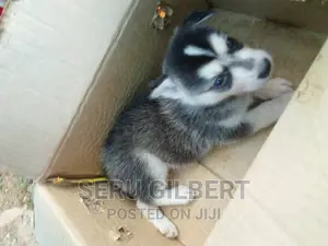 0-1 month Male Purebred Siberian Husky