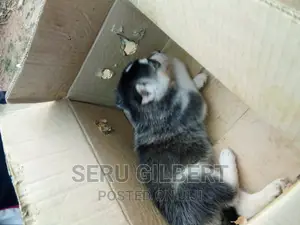 0-1 month Male Purebred Siberian Husky