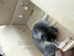 1-3 months Male Purebred Siberian Husky