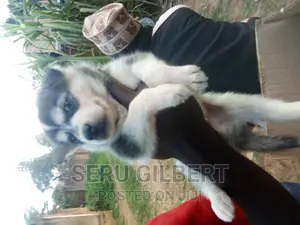 1-3 months Male Purebred Siberian Husky