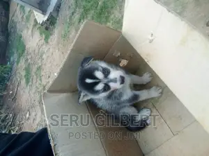 0-1 month Male Purebred Siberian Husky