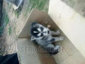 0-1 month Male Purebred Siberian Husky