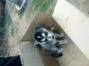 0-1 month Male Purebred Siberian Husky