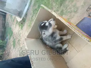 0-1 month Male Purebred Siberian Husky
