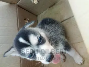 0-1 month Male Purebred Siberian Husky