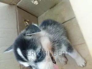 1-3 months Male Purebred Siberian Husky