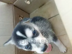 3-6 months Male Purebred Siberian Husky