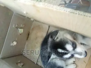 3-6 months Male Purebred Siberian Husky