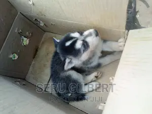 0-1 month Male Purebred Siberian Husky