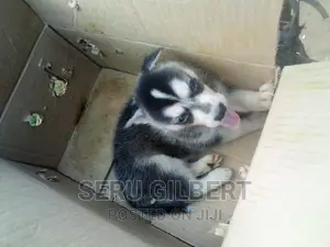 1-3 months Male Purebred Siberian Husky