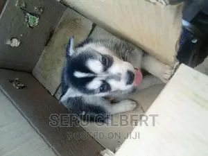 1-3 months Male Purebred Siberian Husky