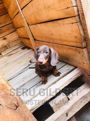 0-1 month Male Purebred Dachshund