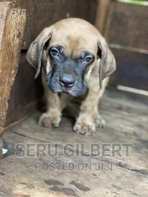 0-1 month Male Purebred Boerboel