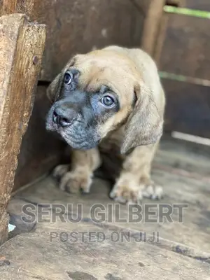 1-3 months Male Purebred Boerboel