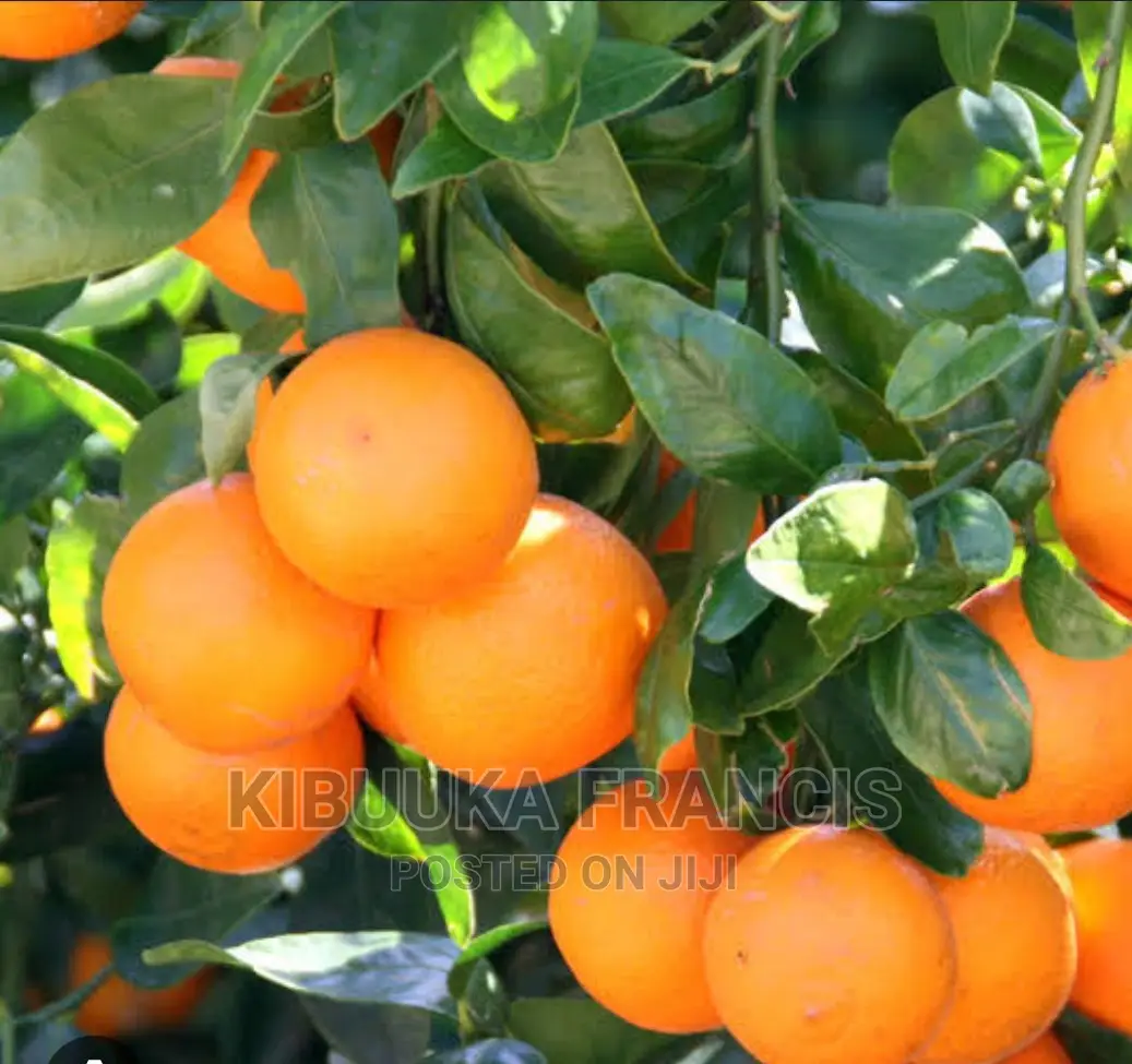 Pixie Orange Seedlings for Sale